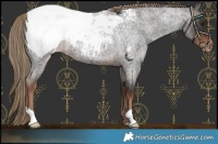 Horse Color:Liver Red Roan Snowcap 
