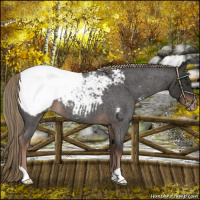 Horse Color:Liver Red Roan Appaloosa 