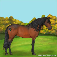 Horse Color:Brown 