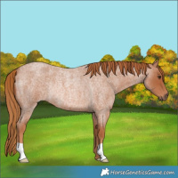 Horse Color:Red Roan Rabicano 