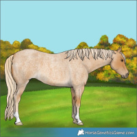Horse Color:Palomino Roan 