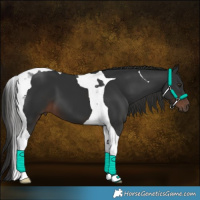 Horse Color:Liver Chestnut Tobiano 