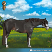 Horse Color:Liver Chestnut Sabino