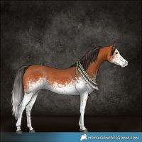 Horse Color:White Spotted Bay Rabicano