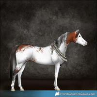 Horse Color:White Spotted Bay