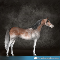 Horse Color:White Spotted Bay 