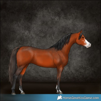 Horse Color:Bay Sabino 