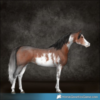 Horse Color:White Spotted Bay Sabino Rabicano 