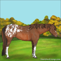 Horse Color:Bay Appaloosa  and Chestnut Appaloosa 