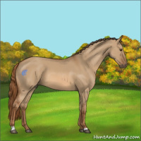 Horse Color:Red Dun
