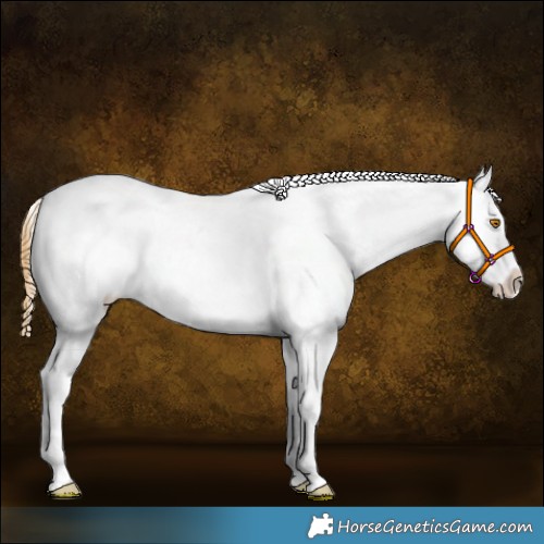 Horse Color:Buckskin Dun Tobiano Appaloosa Rabicano 