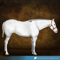 Horse Color:Buckskin Dun Tobiano Varnish Rabicano 