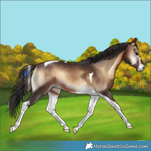 Horse Color:White Spotted Brown Onyx Tobiano 