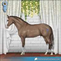 Horse Color:Liver Red Dun Splash Rabicano