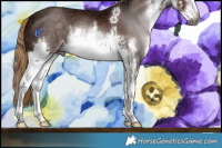 Horse Color:Gray White Spotted Chestnut Ice 