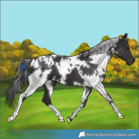 Horse Color:White Spotted Smoky Black