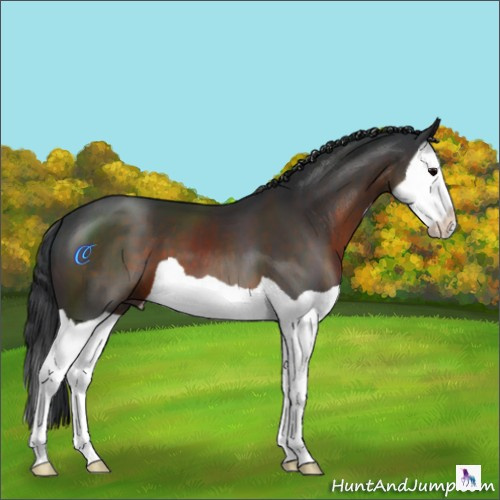 Horse Color:Brown Splash 