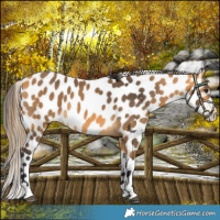 Horse Color:Buckskin Appaloosa 