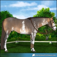 Horse Color:White Spotted Buckskin 
