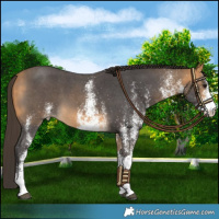 Horse Color:White Spotted Buckskin