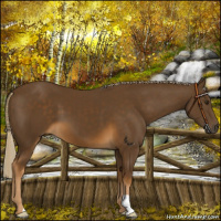 Horse Color:Chocolate Palomino 