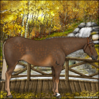 Horse Color:Chocolate Palomino 