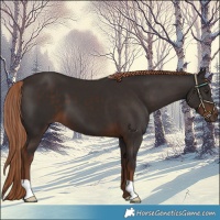 Horse Color:Liver Chestnut 