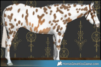 Horse Color:Chocolate Palomino Near Leopard 