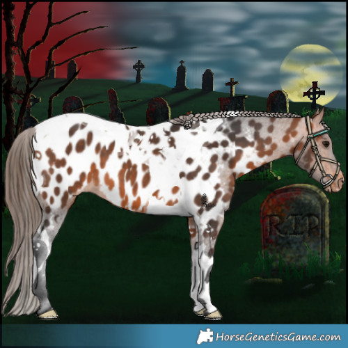 Horse Color:Bay Tobiano Appaloosa 