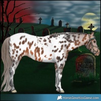 Horse Color:Bay Tobiano Near Leopard 