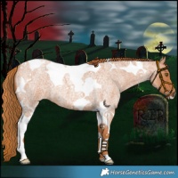 Horse Color:Red Roan Tobiano 