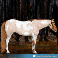 Horse Color:Red Roan Tobiano 