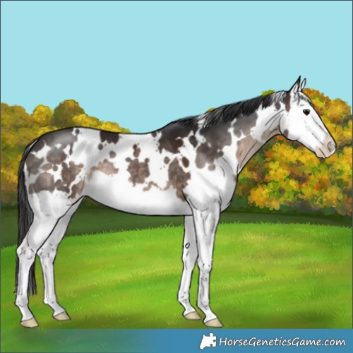 Horse Color:White Spotted Brown Dun Splash 