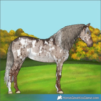 Horse Color:White Spotted Liver Red Dun Mushroom Rabicano Brindle 