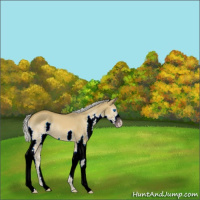 Horse Color:Gray Silver Classic Cream Champagne Dun Splash 