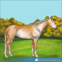 Horse Color:Gray Palomino