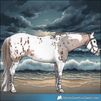 Horse Color:Bay Splash Tobiano Blanket