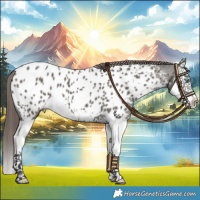 Horse Color:Grullo Splash Appaloosa