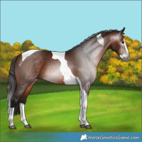 Horse Color:Gray Bay Splash Tobiano 