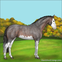 Horse Color:Brown Roan Splash 