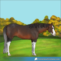 Horse Color:Brown Splash 