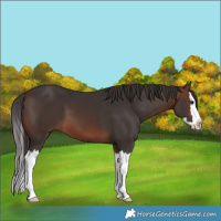 Horse Color:Brown Splash