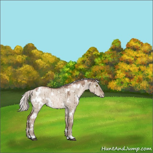 Horse Color:White Spotted Silver Grullo Pearl Mushroom Rabicano Brindle 
