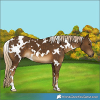 Horse Color:White Spotted Chocolate Palomino