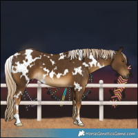 Horse Color:White Spotted Chocolate Palomino 