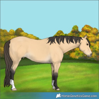 Horse Color:Buckskin 