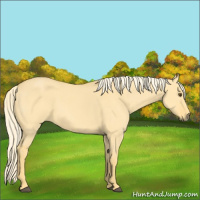 Horse Color:Palomino Dun 
