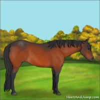 Horse Color:Brown 