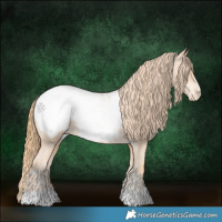 Horse Color:Gold Champagne Appaloosa 