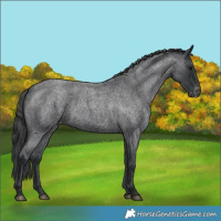 Horse Color:Blue Roan Appaloosa 